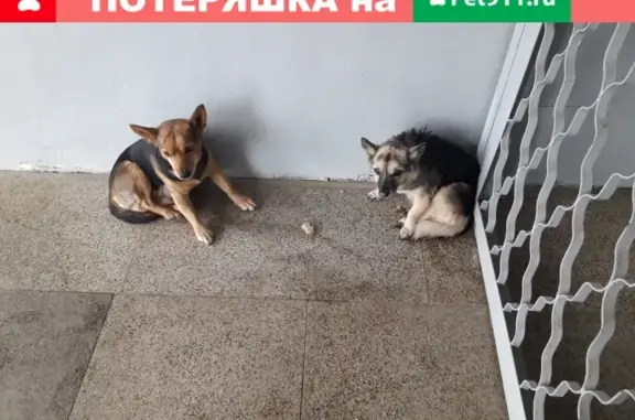 Найдена собака в Новой Ильинке у спорткомплекса Энергия