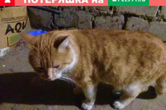Пропал кот Марсик 04.11.20 в Новочеркасске