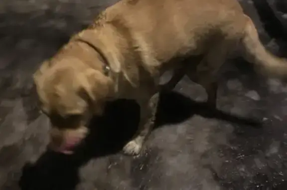 Собака с проблемами в Иваново