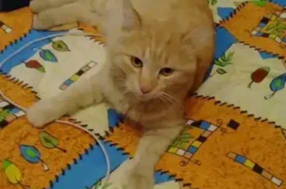 Найдена рыжая кошка в Новосибирске на улице Земнухова