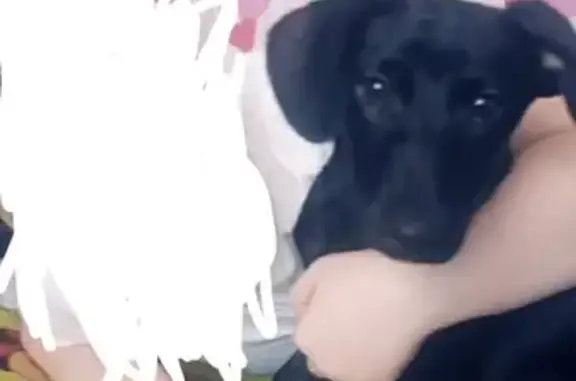 Собаки потеряшки, Липецк, фото: Потеряшка собака Макс в Липецке, 9-й микрорайон.