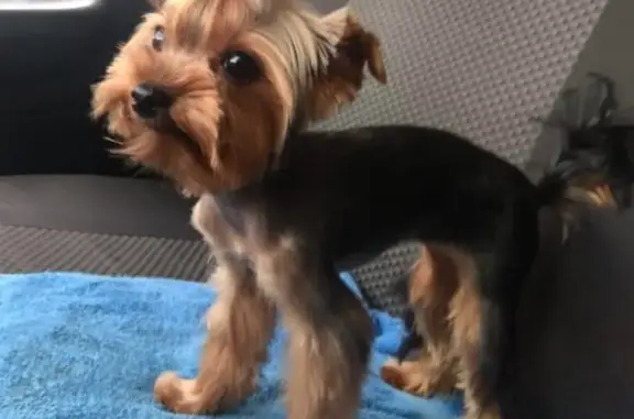 Собаки потеряшки, Томск, фото: Потерялась собака 