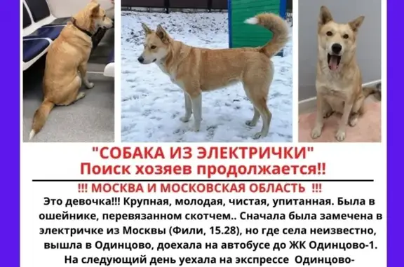 Найдена собака в Химках, Совхозная улица