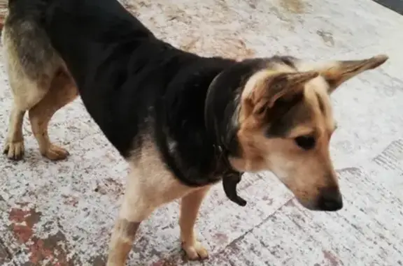 Найдена кошка, Москва, фото: Найдена кошка в Песках, ошейник, стерилизована