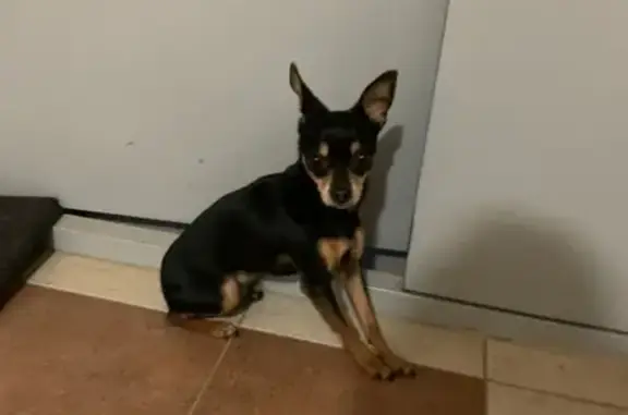 Собака найдена на 11 этаже в Чебоксарах