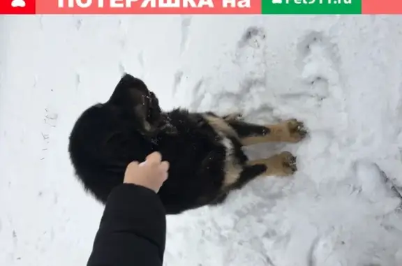Пропала собака Бьянка, адрес: Шипулино 1, Московская область