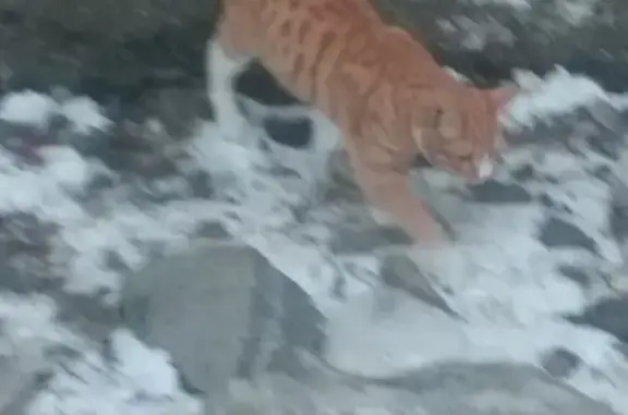 Найдена домашняя кошка с шрамом в Екатеринбурге