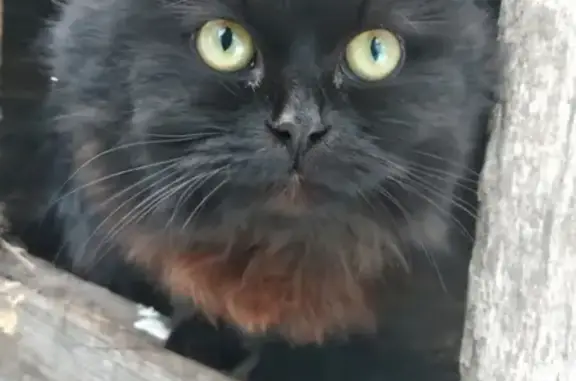 Найдена кошка в Грабово, Пенза