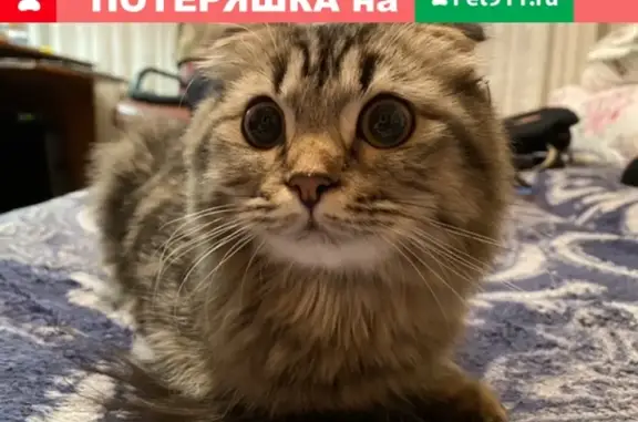 Найдена кошка на ул. Куйбышева 10 в Тамбове