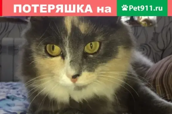 Пропала кошка Мая в посёлке Строитель, Тамбовская область