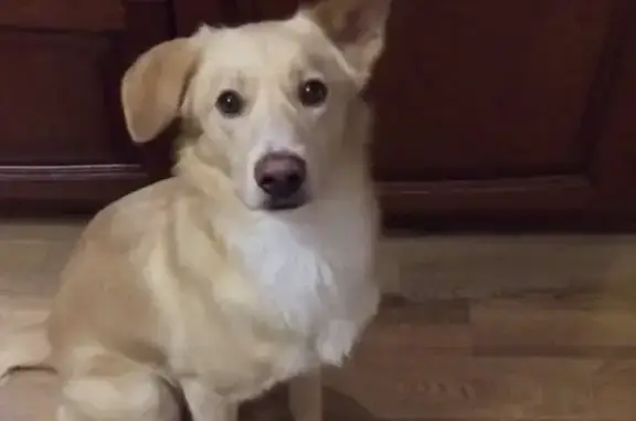 Пропала собака в Вороново, Московская область