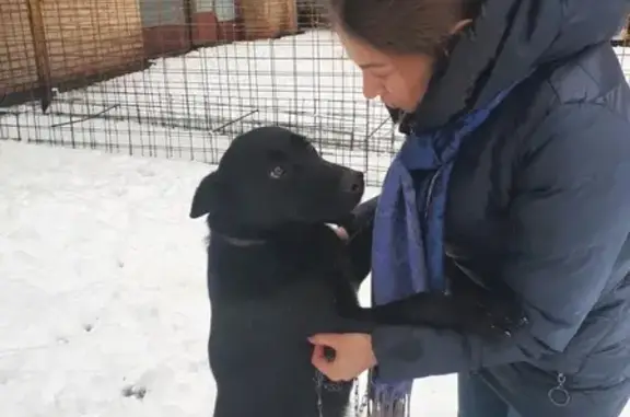 Найден метис Черный пес на ул. Народная, 11 в Подольске, ищет дом.