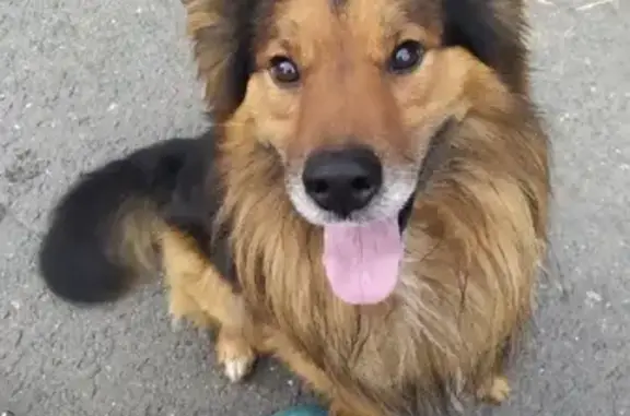Пропала собака Кузя в Жилево, Ступино