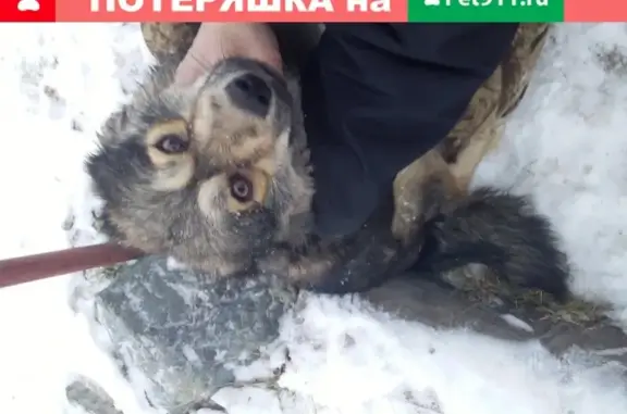 Найдена собака в Тюмени