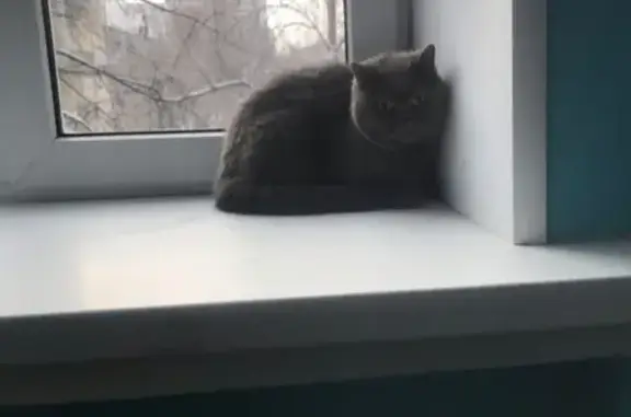 Найдена кошка на Худякова 19 в Челябинске