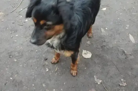 Найдена собака в Новогиреево, возраст 1-1,5 года