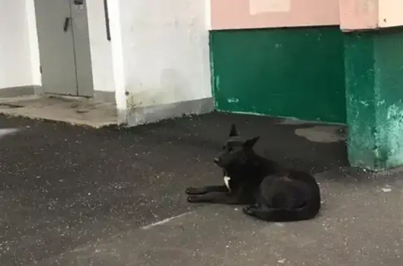 Собака Овчаристого типа найдена на Шарикоподшипниковской улице, Москва
