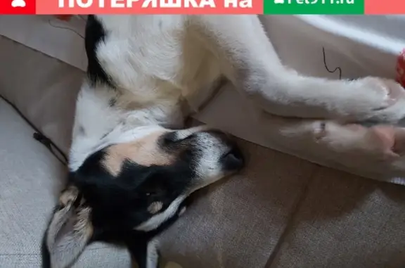 Потеряна милая собака на Беговой, Воронеж
