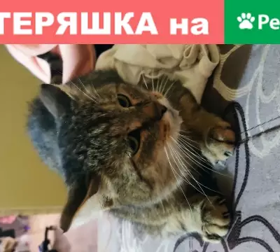Найдена кошка возле перил в Соликамске