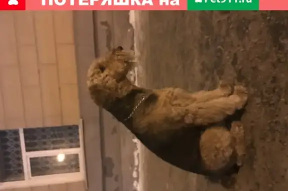 Найдена собака на Ершова 32 в Казани