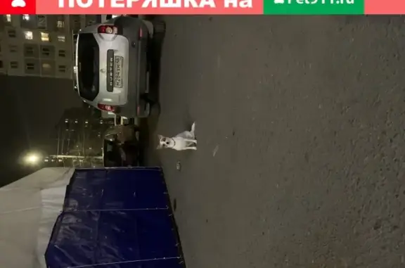 Бело-коричневая собака с ошейником в Курске