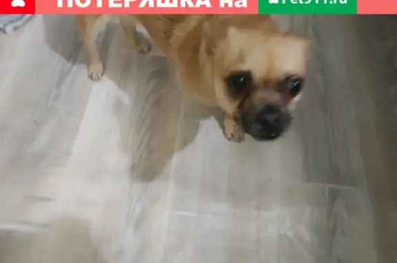 Собака найдена в Белогорском районе, Крым.