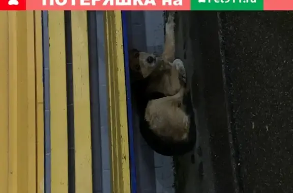 Найдена собака у Ленты на Московском, СПб