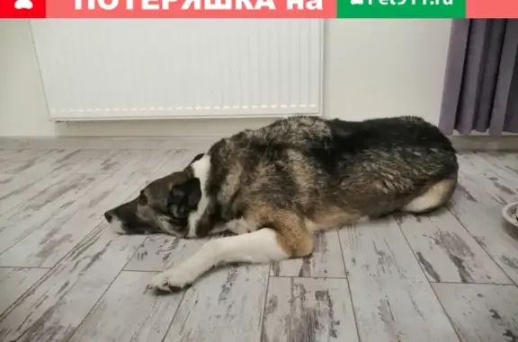 Найдена собака на пересечении Мира и Комсомольской