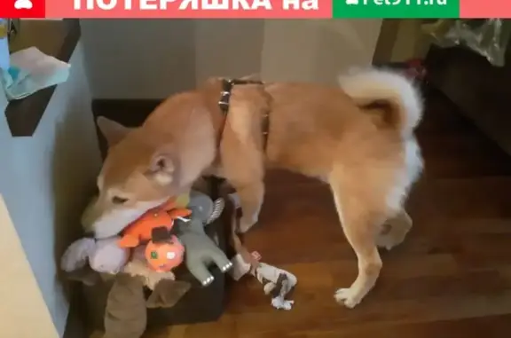 Найдена собака возле метро Коньково