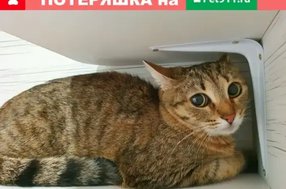 Пропала кошка Макси на Лихачёвском проспекте 74к1
