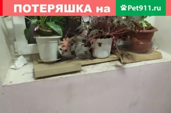 Найдена кошка в Текстильщиках, Москва