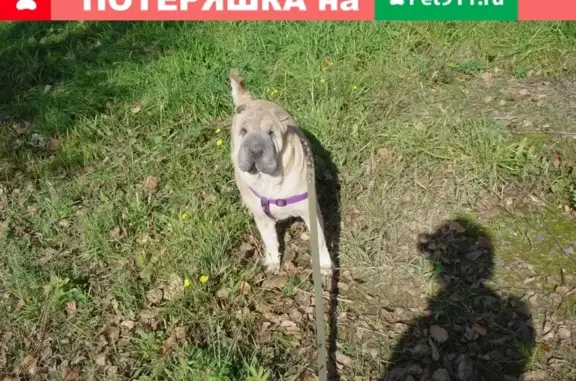 Пропала собака в Кирове на улицах Народная и Северо-Садовая!