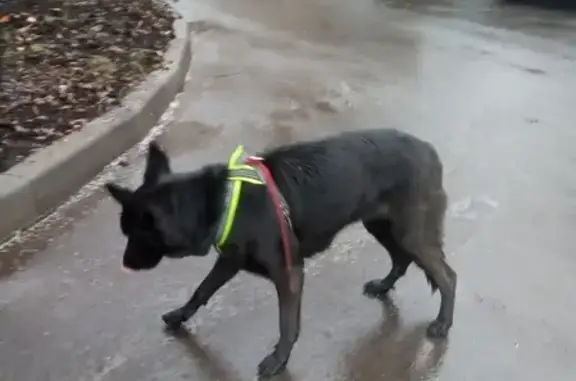 Найдена собака в зелёной шлейке около ул. Бестужевых, Москва