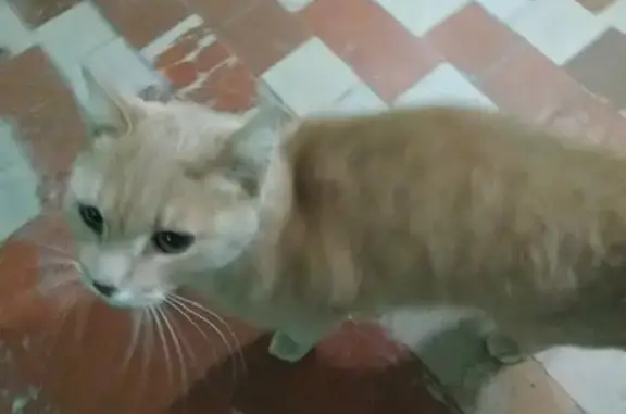 Найдена домашняя рыжая кошка на ул. 50 лет Октября, 12