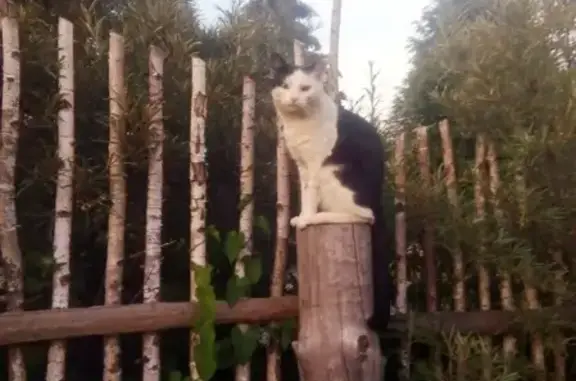 Пропал кот Мурзик в Истре, Московская область. Вознаграждение 5 000 - 10 000 рублей.