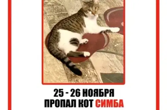 Пропал кот Симба в Пушкино, вознаграждение!