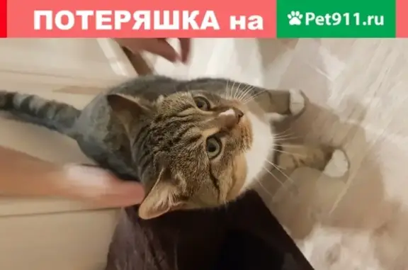 Найдена ласковая кошка на ул. Харлампиева, Москва