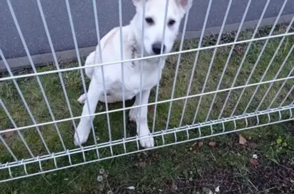 Белый щенок без адресника найден у Стадиона Спартак, Москва
