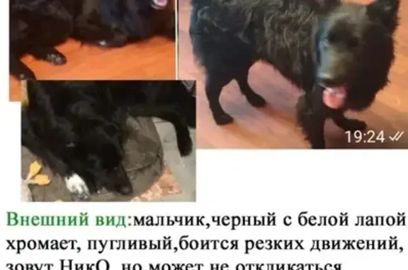 Пропала собака Песик в Москве с зеленым ошейником