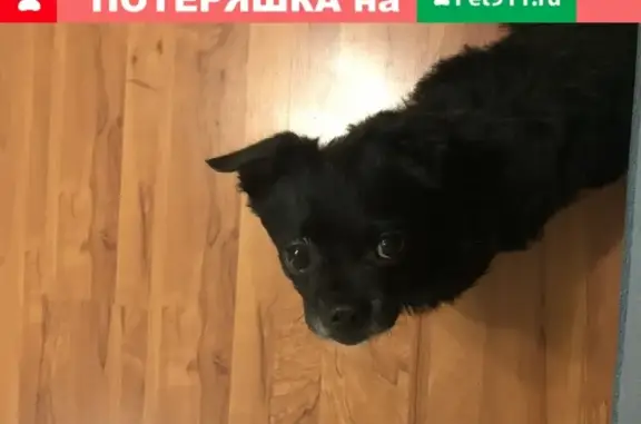Найдена маленькая чёрная собака в Красногорске