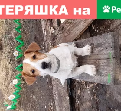 Пропала собака Джек рассел в Кузьминке, Сухоногово.