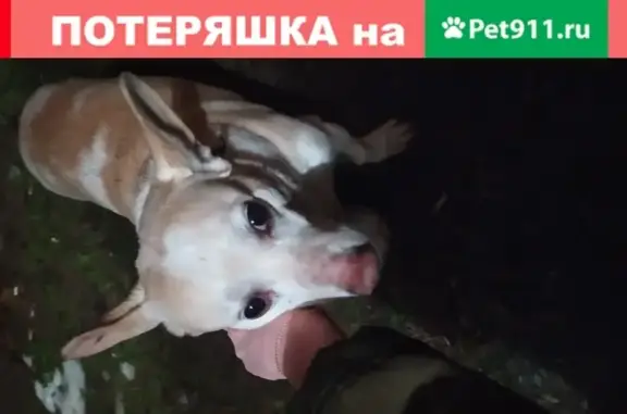 Собака с ошейником на ул. Королёва 14А, Обнинск