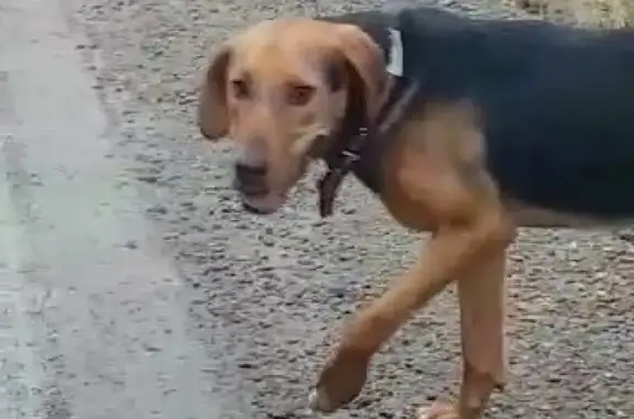 Найдена собака на трассе Тула-Москва, возле Алексина.