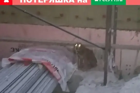 Собака Кокер спаниэль найдена в Кемерово на ул. Серебряный Бор 4А