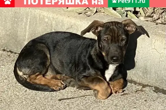 Найден щенок-такса на Горной улице в Ставрополе