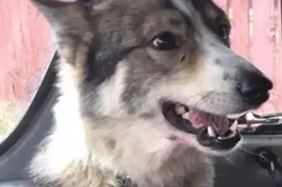 Пропала собака Саян в Кольчугинском или Александровском районах с ошейником-навигатором.