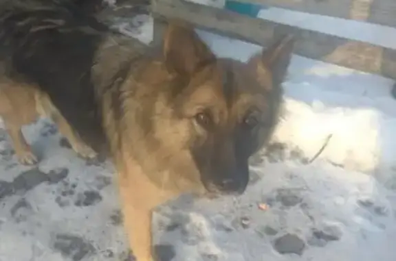 Найдена собака в с. Проказна, Пензенская область