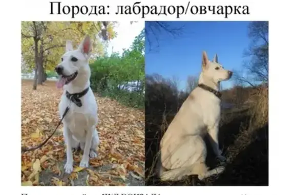 Собаки потеряшки, Ульяновск, фото: Потеряшка собака на ул. Инзенская 41 в Ульяновске