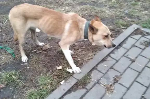 Найдена собака в зелёном ошейнике в Воронеже