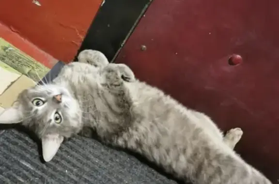 Найдена кошка на Новороссийской, ищем хозяев
